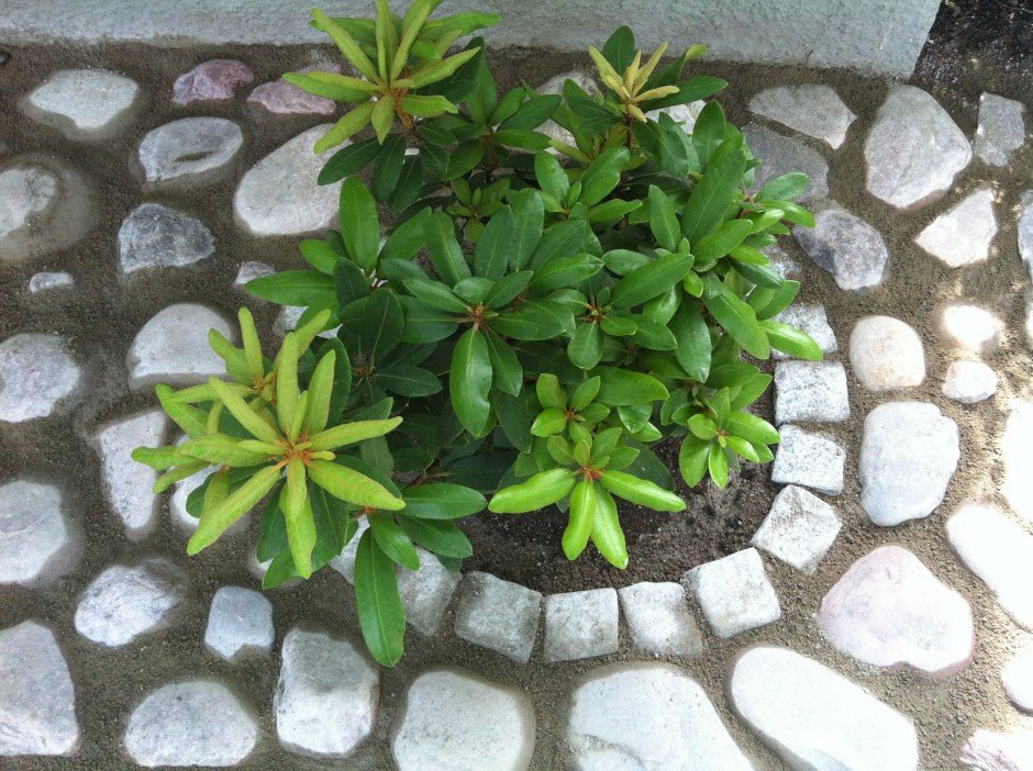 PIK tandhälsa | Stenrabatt - Stenbolaget