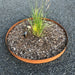 Planteringskant Cortenstål Cirkel 1400x180 | Stenbolaget.