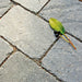 Rustik Grå 200x133x50 - Stenbolaget