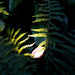StartpaketLuna Black LightsOn - Stenbolaget